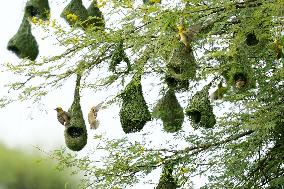 Baya Weaver Birds Build Their Nest Hanging from A Tree - India
