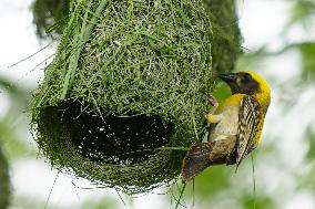 Baya Weaver Birds Build Their Nest Hanging from A Tree - India