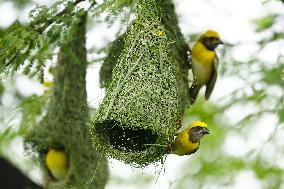 Baya Weaver Birds Build Their Nest Hanging from A Tree - India
