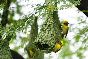 Baya Weaver Birds Build Their Nest Hanging from A Tree - India