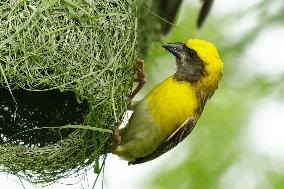 Baya Weaver Birds Build Their Nest Hanging from A Tree - India