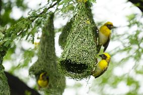 Baya Weaver Birds Build Their Nest Hanging from A Tree - India