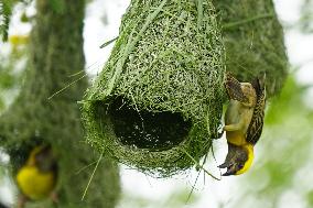 Baya Weaver Birds Build Their Nest Hanging from A Tree - India