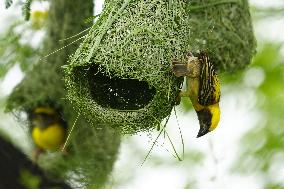 Baya Weaver Birds Build Their Nest Hanging from A Tree - India