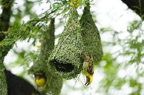 Baya Weaver Birds Build Their Nest Hanging from A Tree - India