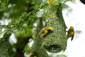 Baya Weaver Birds Build Their Nest Hanging from A Tree - India