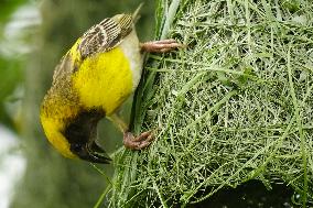 Baya Weaver Birds Build Their Nest Hanging from A Tree - India