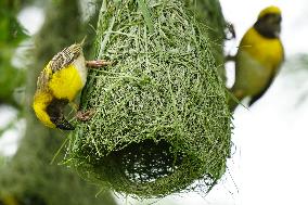 Baya Weaver Birds Build Their Nest Hanging from A Tree - India
