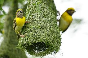Baya Weaver Birds Build Their Nest Hanging from A Tree - India