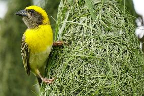 Baya Weaver Birds Build Their Nest Hanging from A Tree - India