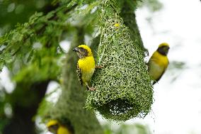 Baya Weaver Birds Build Their Nest Hanging from A Tree - India