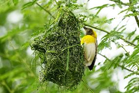 Baya Weaver Birds Build Their Nest Hanging from A Tree - India