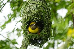 Baya Weaver Birds Build Their Nest Hanging from A Tree - India