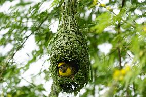 Baya Weaver Birds Build Their Nest Hanging from A Tree - India