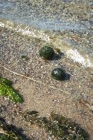 Lake balls