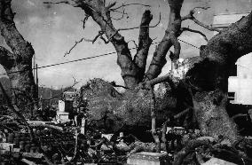 A-BOMBED-CAMPHOR TREE