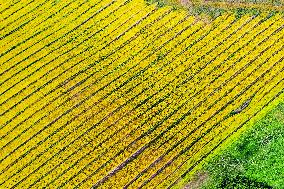 Blooming Rapeseed Fields in Xinjiang