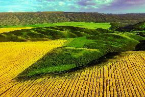 Blooming Rapeseed Fields in Xinjiang