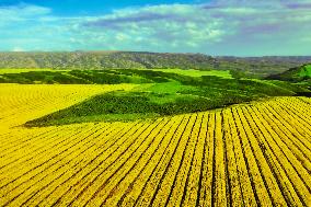 Blooming Rapeseed Fields in Xinjiang