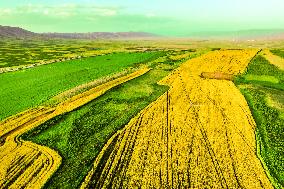 Blooming Rapeseed Fields in Xinjiang