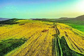Blooming Rapeseed Fields in Xinjiang