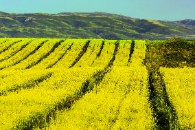 Blooming Rapeseed Fields in Xinjiang
