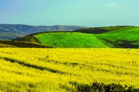 Blooming Rapeseed Fields in Xinjiang