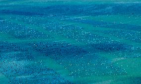 Aerial Views Of Intelligent Mariculture Platforms - China