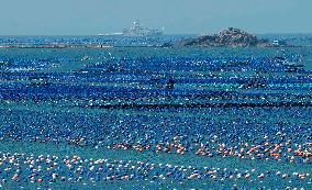 Aerial Views Of Intelligent Mariculture Platforms - China