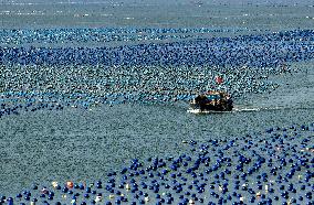 Aerial Views Of Intelligent Mariculture Platforms - China