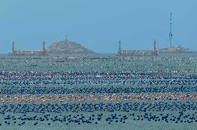 Aerial Views Of Intelligent Mariculture Platforms - China