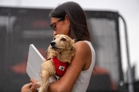 F1 British Grand Prix - UK
