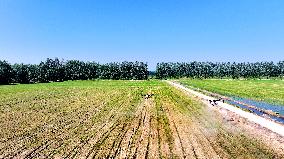 Agriculture Under High Temperatures