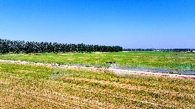 Agriculture Under High Temperatures