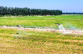 Agriculture Under High Temperatures