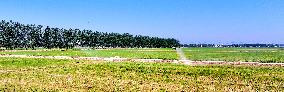 Agriculture Under High Temperatures