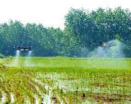 Agriculture Under High Temperatures