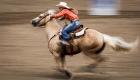 Bareback Rodeo Action At Calgary Stampede - Canada