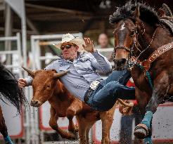 Bareback Rodeo Action At Calgary Stampede - Canada