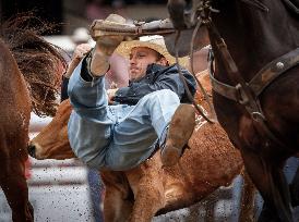 Bareback Rodeo Action At Calgary Stampede - Canada