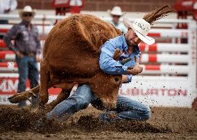 Bareback Rodeo Action At Calgary Stampede - Canada