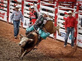 Bareback Rodeo Action At Calgary Stampede - Canada