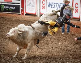 Bareback Rodeo Action At Calgary Stampede - Canada
