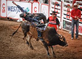 Bareback Rodeo Action At Calgary Stampede - Canada