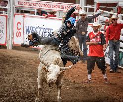 Bareback Rodeo Action At Calgary Stampede - Canada