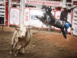 Bareback Rodeo Action At Calgary Stampede - Canada