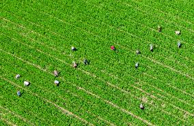 High-standard Farmland in Xing 'an League