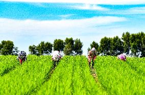 High-standard Farmland in Xing 'an League