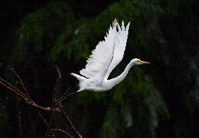 Egrets Rest in Dianchi Haihong Wetland Park - China