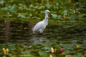 Egrets Rest in Dianchi Haihong Wetland Park - China